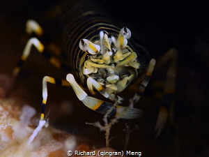 a close look at a bumblebee shrimp. by Richard (qingran) Meng 
